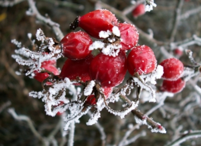 008-Hagebutten im Winter.jpg